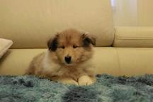 Collie rough puppies