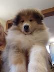 Collie rough puppies