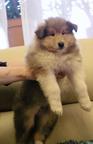 Collie rough puppies