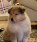 Collie rough puppies