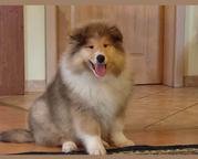 Collie rough puppies