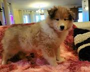 Collie rough puppies