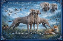 Puppies for sale - weimaraner - SLOVAKIA