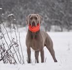 Puppies for sale - weimaraner - SLOVAKIA