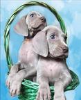Puppies for sale - weimaraner - SLOVAKIA