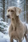 Puppies for sale - weimaraner - SLOVAKIA