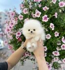 Beautiful Pomeranian puppies Business whatsapp:+447400576553