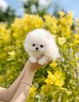 Beautiful Pomeranian puppies Business whatsapp:+447400576553
