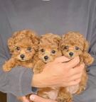Beautiful poodle puppies Business whatsapp:+447400576553