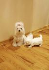 Adorable Maltese puppies
