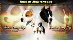 American Staffordshire Terrier Puppies