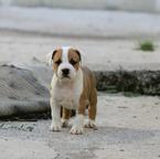 American Staffordshire Terrier Puppies