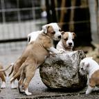 American Staffordshire Terrier Puppies