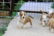 American Staffordshire Terrier Puppies
