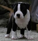 American Staffordshire Terrier Puppies