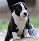 American Staffordshire Terrier Puppies
