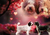 Perro de agua espanol