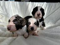 Perro de agua espanol