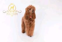 From the kennel Petrovgrad FCI 7630