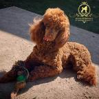 From the kennel Petrovgrad FCI 7630