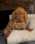 Hungarian Vizsla puppies FCI – 4 weeks – Poland