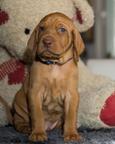 Hungarian Vizsla puppies FCI – 4 weeks – Poland