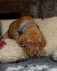 Hungarian Vizsla puppies FCI – 4 weeks – Poland
