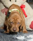 Hungarian Vizsla puppies FCI – 4 weeks – Poland