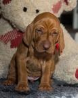 Hungarian Vizsla puppies FCI – 4 weeks – Poland