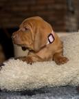 Hungarian Vizsla puppies FCI – 4 weeks – Poland