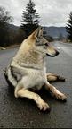 CZECHOSLOVAKIAN wolfdog