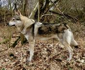 CZECHOSLOVAKIAN wolfdog