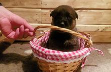 German Shepperd puppies