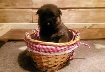 German Shepperd puppies
