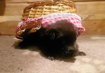 German Shepperd puppies