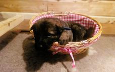 German Shepperd puppies