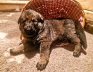German Shepperd puppies