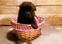 German Shepperd puppies