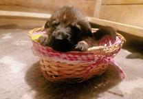 German Shepperd puppies