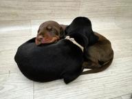 FCI - Doberman puppy - europian line