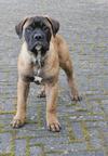 Bullmastiff puppy