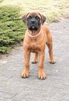 Bullmastiff puppy