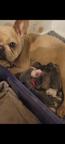 “Top Quality French Bulldog Puppies  Ready