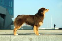 Miniature American Shepherd (MAS) puppy