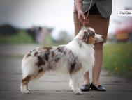 Miniature American Shepherd (MAS) puppy