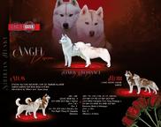 Siberian husky puppies