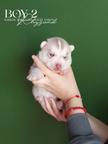 Siberian husky puppies