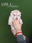 Siberian husky puppies