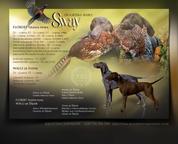 German Shorthaired Poiter - Puppies with pedigree