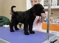 Black Russian Terrier Puppies